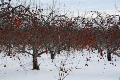 Apple trees in a Quebec orchard
