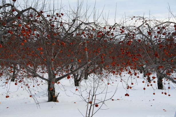 Apple trees in a Quebec orchard