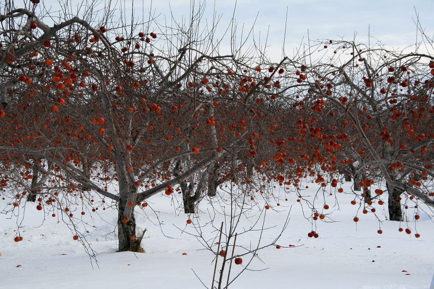 Apple trees in a Quebec orchard