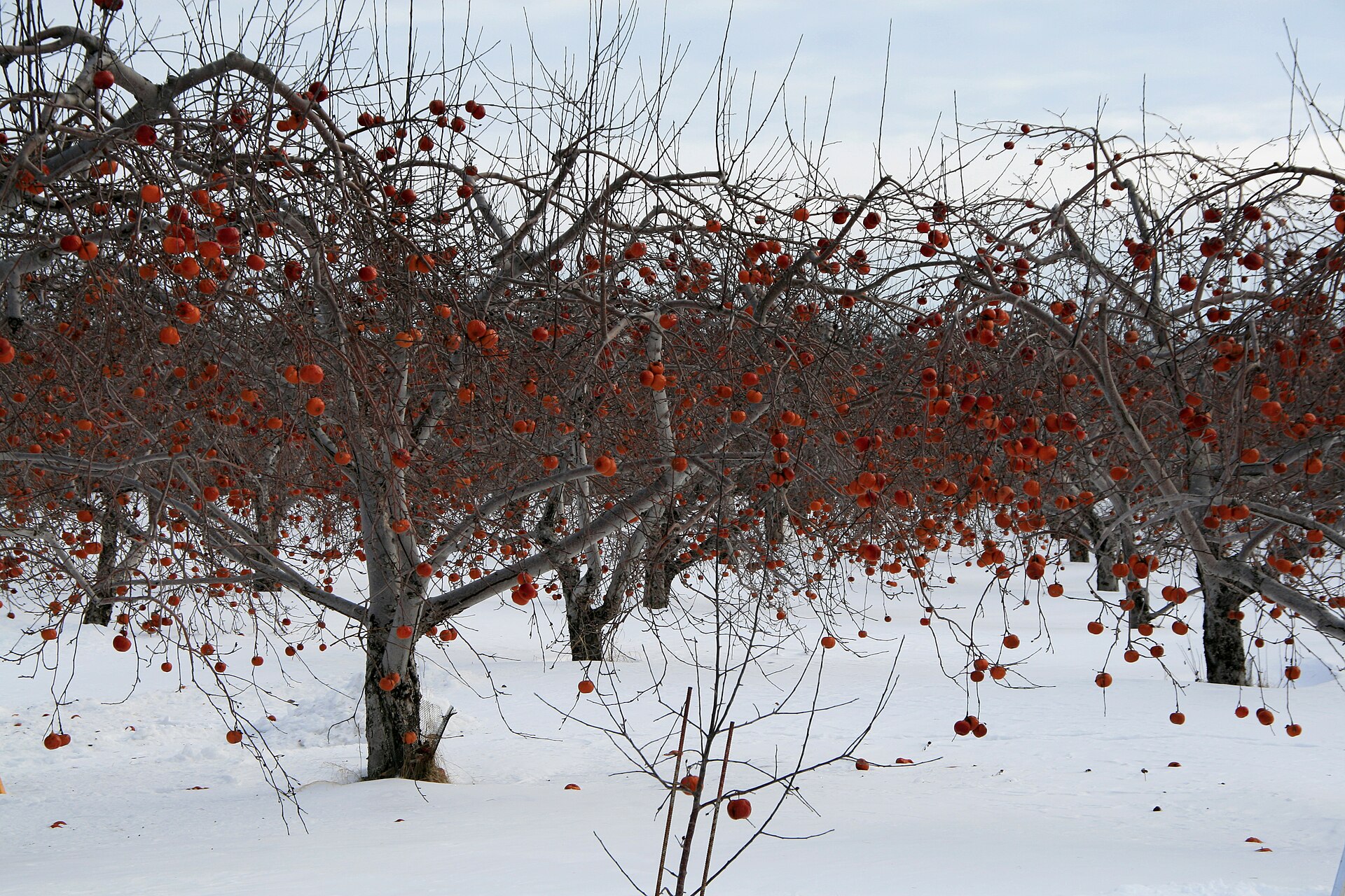 Apple trees in a Quebec orchard