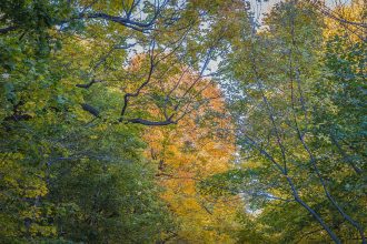 Fall colours on Mount Royal in Montreal