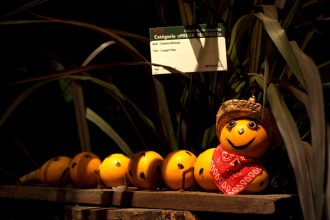 Carved jack-o’-lanterns at the Grand Bal des Citrouilles, a nod to Halloween safety in Montreal for trick-or-treaters