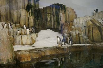 Gentoo penguins at the Montreal Biodome