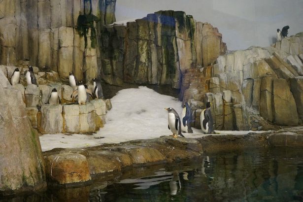 Gentoo penguins at the Montreal Biodome