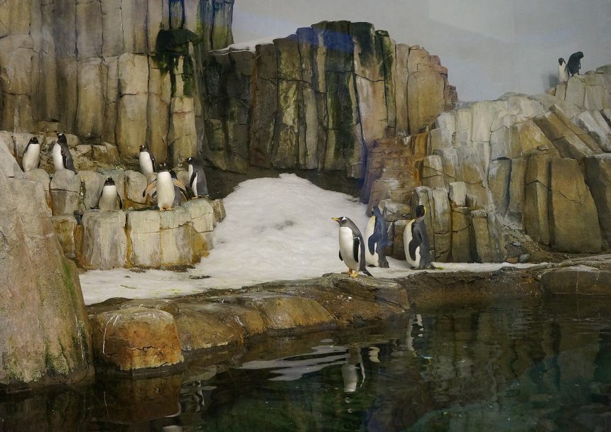 Gentoo penguins at the Montreal Biodome
